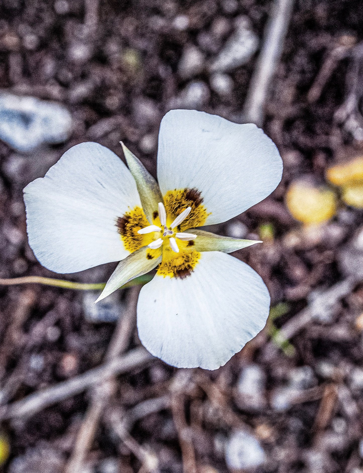 Mariposa Lily Wildflower pendant